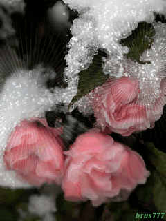Заснеженные розы