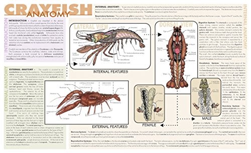 30 Label Crayfish External Anatomy - Labels For You