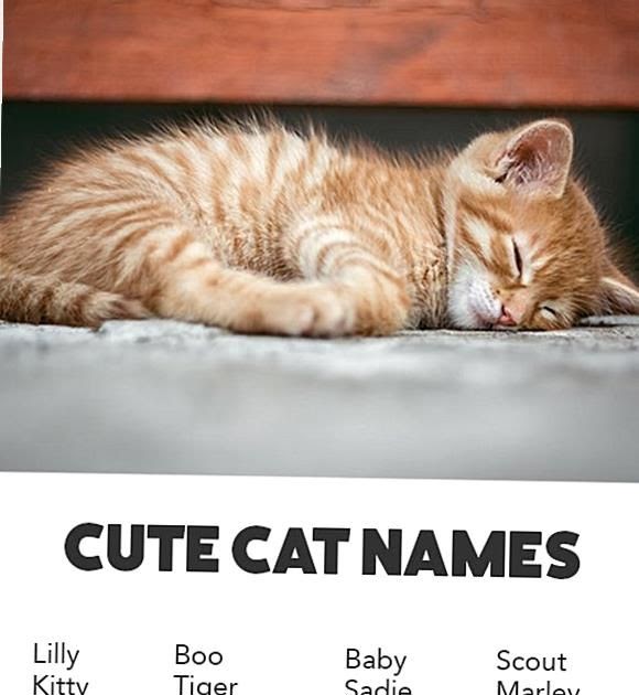 Fat Cat Names Male cheapgiuseppezanottidesign