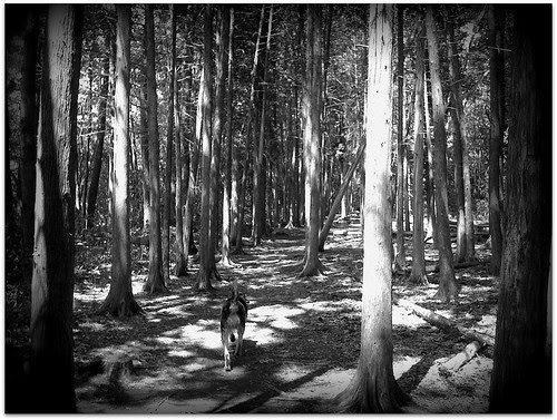 shadow shots -