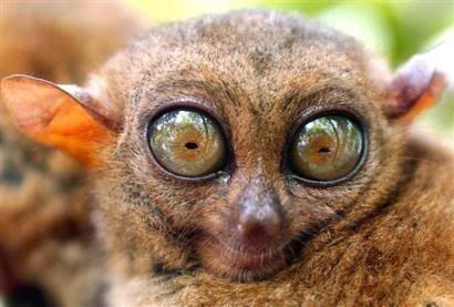 big eyes Pictures, Images and Photos