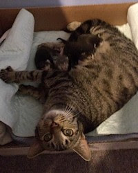 Mama Chance and her kittens converted my office to a nursery