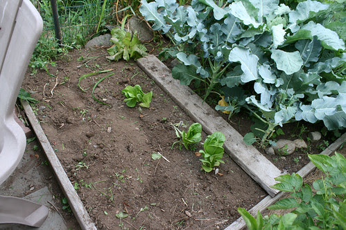 bolted escarole bed after 025