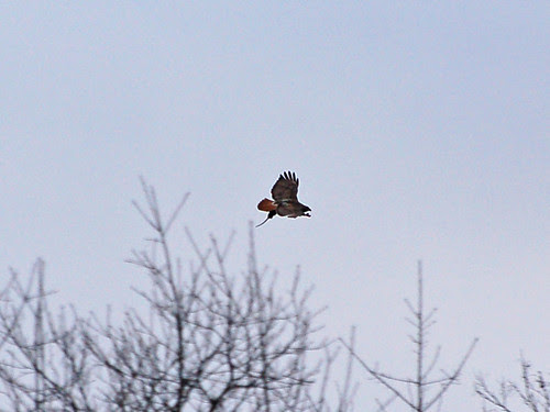 Red-Tailed Hawk over Morningside Drive