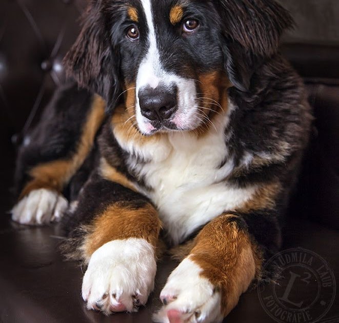 Hunde Welpen Tierheim Bayern