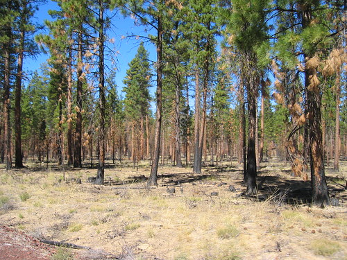 Aftermath of a forest fire