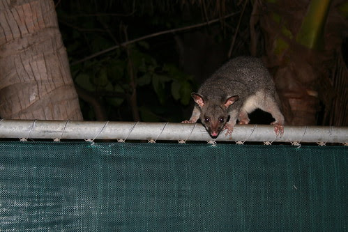 Possum