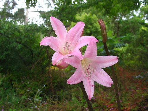 Amaryllis belladonna