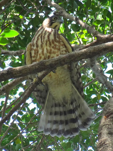 鳳頭蒼鷹/無限台南
