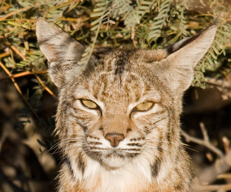 Bobcat Bobcat