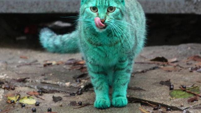 Ubat Kutu Kucing Warna Hijau  Becakelitx