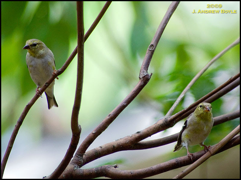 American Goldfinch