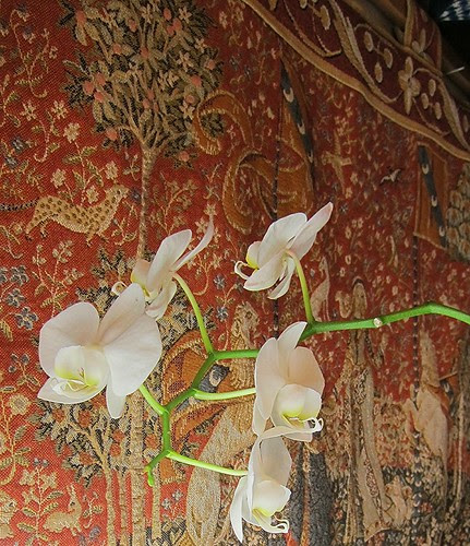 Orkideat ja 1500-luku by Anna Amnell