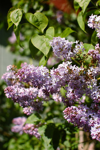 the lilac tree is in full bloom