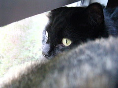 Huggy in the window with Maggie