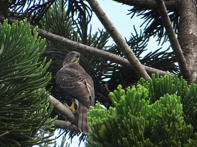 鳳頭蒼鷹/無限台南