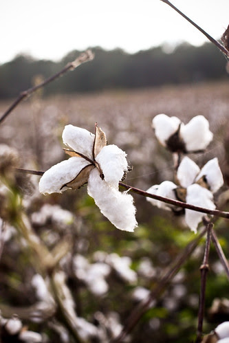 cotton in south georgia.