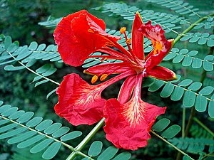 English: Gulmohar flower