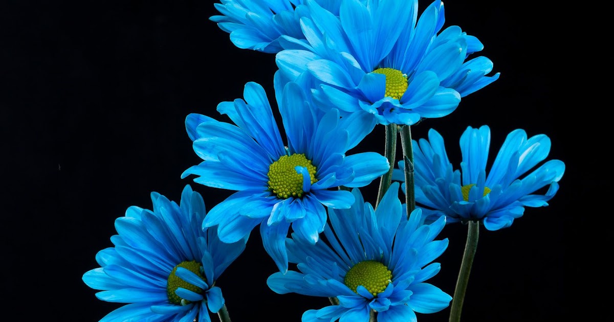 Blue Flower Wallpaper For Walls