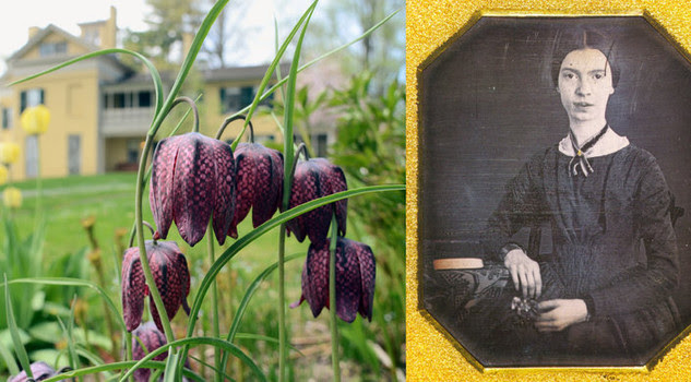 Michael Medeiros/Emily Dickinson Museum; Amherst College Archives and Special Collections Michael Medeiros/Emily Dickinson Museum; Amherst College Archives and Special Collections
