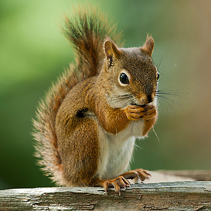 Male Squirrel Anatomy - Anatomy Drawing Diagram