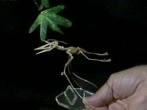 tiny pterodactyl