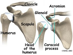 shoulder_anatomy_bones01 shoulder anatomy bones01 300x225 HOW TO PADDLE STRONGER AND LONGER