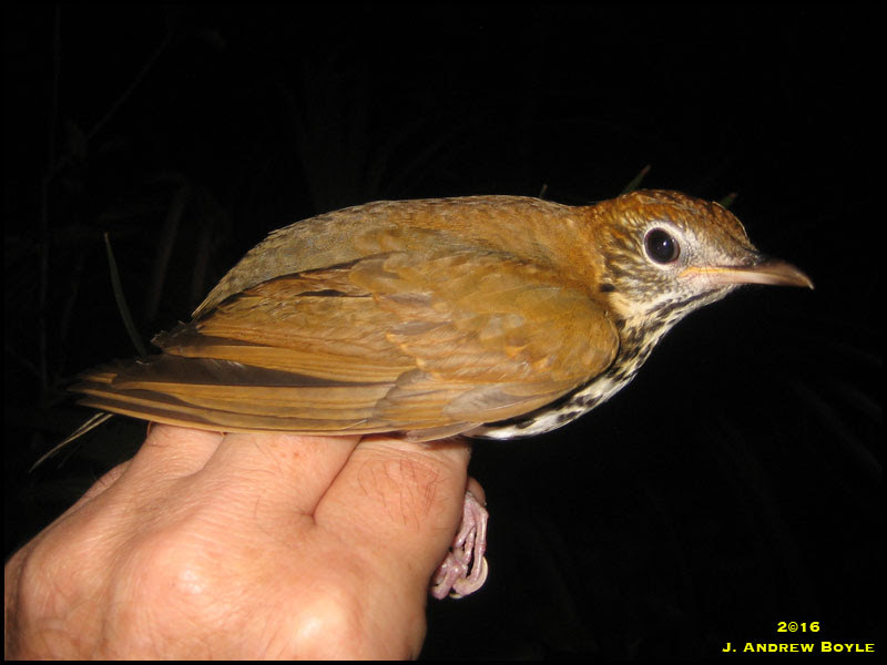 Wood Thrush Wood Thrush