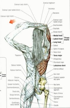 Upper Back Muscle Names / Print Muscular System flashcards | Easy