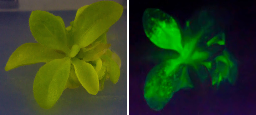 bioglow light producing plant designboom