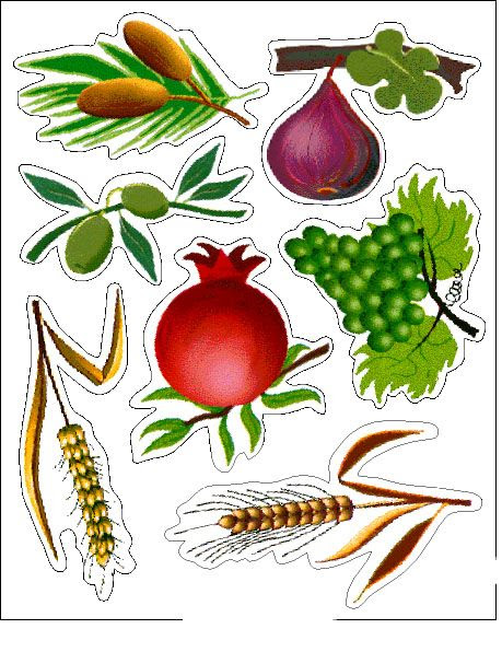 http://www.pinterest.com/pin/52143308160006334/ The 7 Species: date, fig, olive, pomegranate, grape, barley, wheat - שבעת המינים