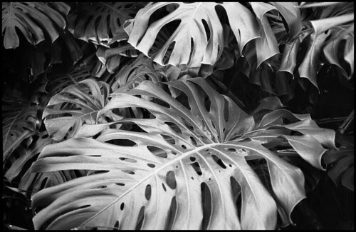 Monstera