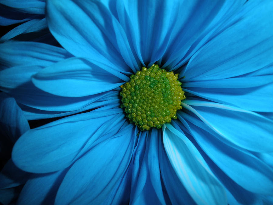 868mam: blue flower wallpaper