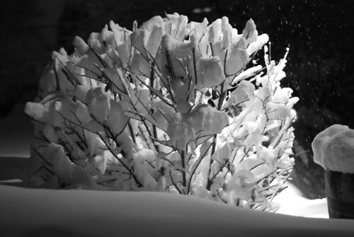 Night Bush in the Snow by Joe Beine