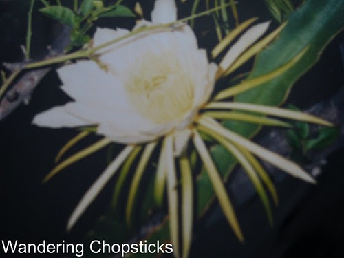 Thanh Long (Dragonfruit) 2