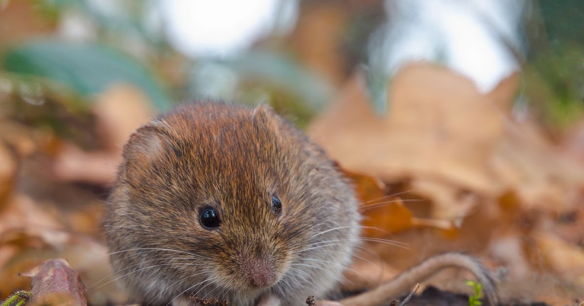 41+ schlau Bild Mäuse Im Garten Vertreiben Wuhlmause