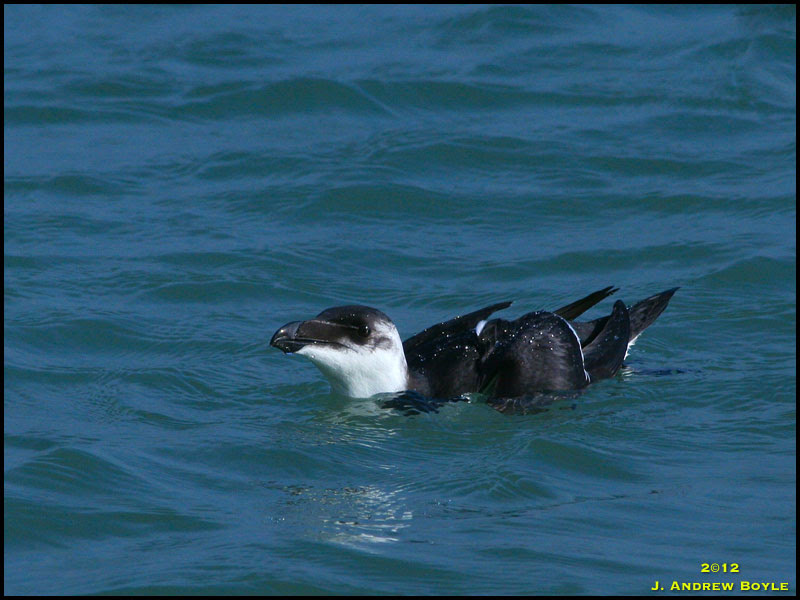 Razorbill Razorbill