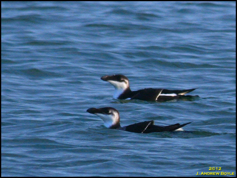 Razorbill Razorbill