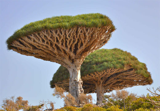 Resultado de imagen para arbol sangre de dragon
