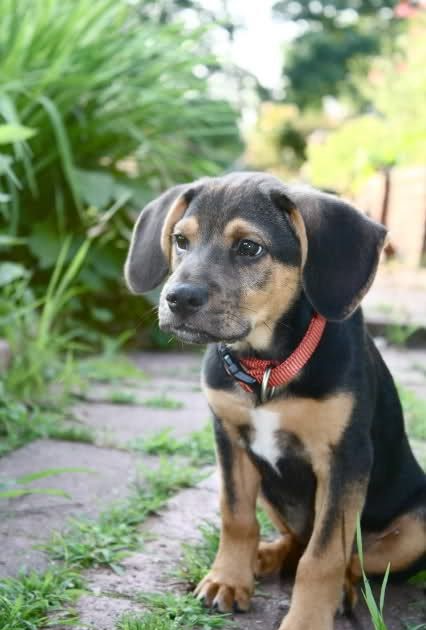 Craigslist Nc English Bulldog - DECRAIGS