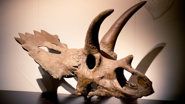 Anchiceratops ornatus