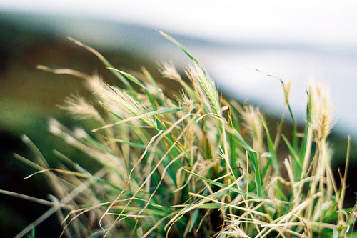 Grass on a wall Morte Point by 35mm_photographs