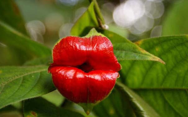 Το λουλούδι που μοιάζει με μεγάλα κόκκινα χείλη (1)