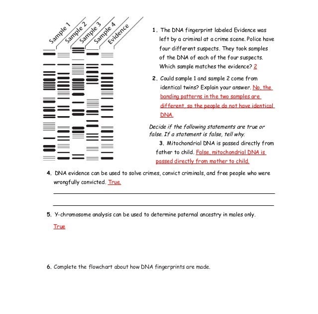 dna-fingerprinting-and-paternity-answer-key-dna-fingerprinting-worksheet-dna-fingerprinting