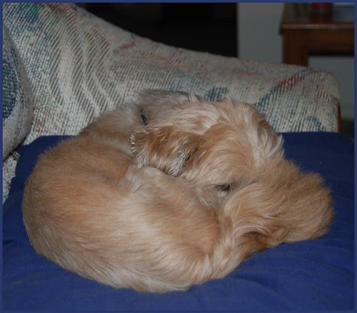Curl-up-tight