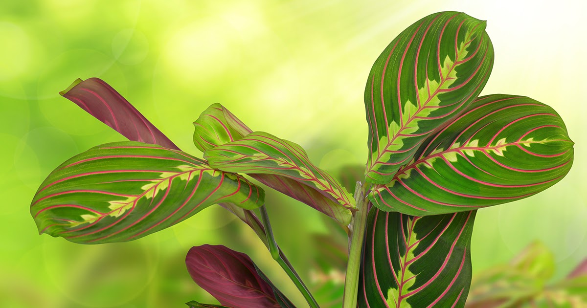 Are Prayer Plants Poisonous To Cats 7 Indoor Plants