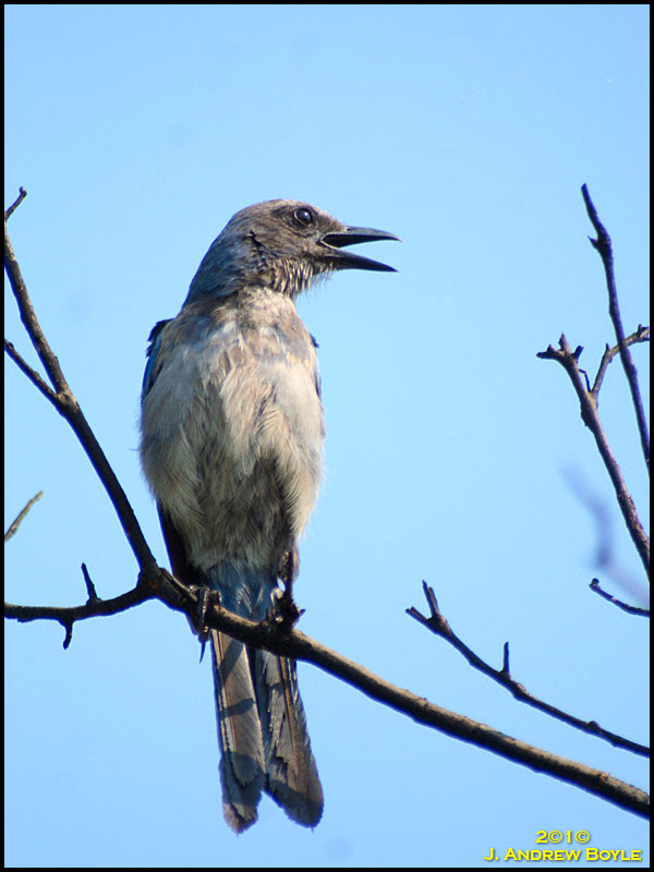 Florida Scrub Jay