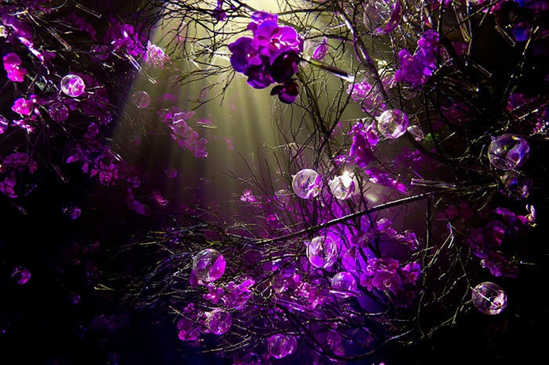 Purple Desktop Wallpaper, High Quality Purple Image, #24217