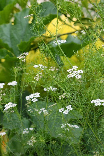 cilantro 'confetti'