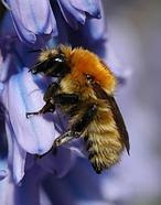 Un pesticida común, culpable de matar a las abejas Un pesticida común, culpable de matar a las abejas
